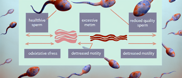 Quand le bacon déprécie la qualité du sperme